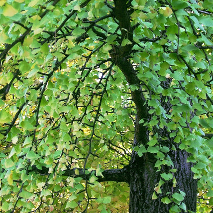 Nasiona Miłorzębu Dwuklapowego - Ginkgo Biloba