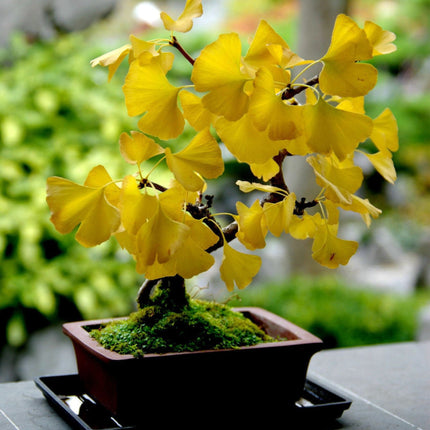 Nasiona Miłorzębu Dwuklapowego - Ginkgo Biloba
