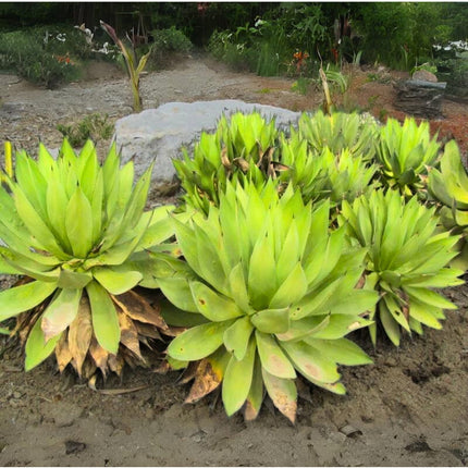 Nasiona Agawy Cielistej - Agave Mitis