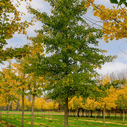 Nasiona Miłorzębu Dwuklapowego - Ginkgo Biloba