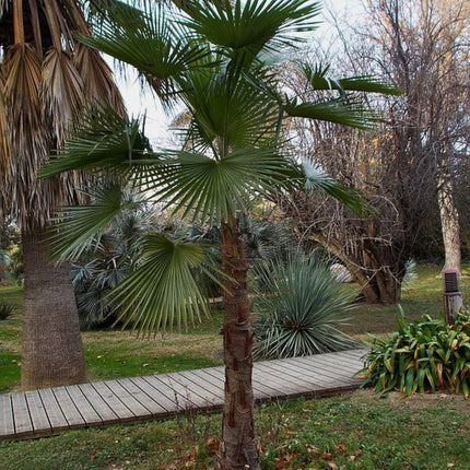 Nasiona Szorstkowca Martianus 'Nepal' - Trachycarpus Martianus 'Nepal'
