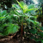 Nasiona Szorstkowca Martianus 'Nepal' (Trachycarpus martianus 'Nepal')