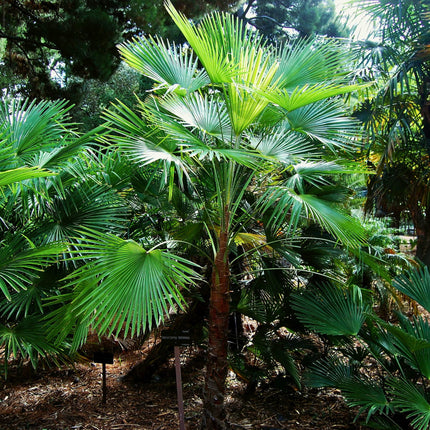 Nasiona Szorstkowca Martianus 'Nepal' - Trachycarpus Martianus 'Nepal'