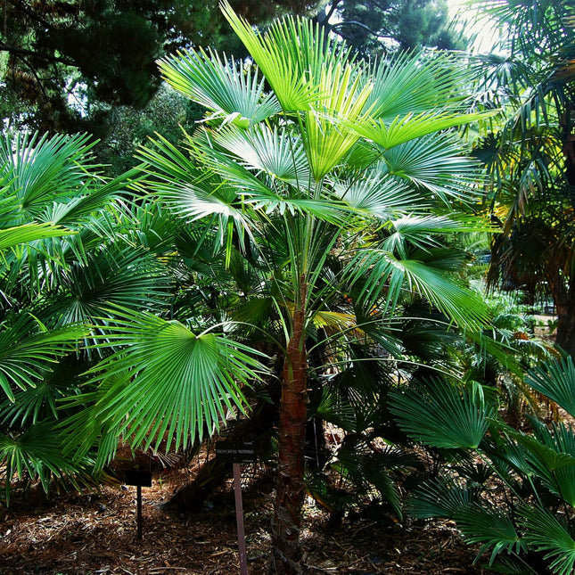 Nasiona Szorstkowca Martianus 'Nepal' - Trachycarpus Martianus 'Nepal'