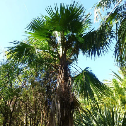 Nasiona Szorstkowca Martianus 'Nepal' - Trachycarpus Martianus 'Nepal'