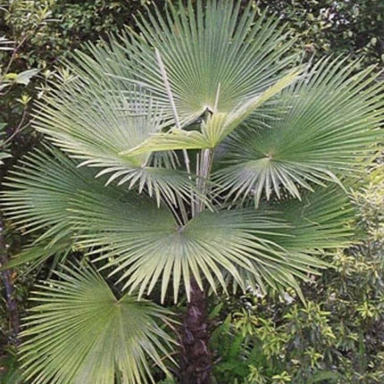 Nasiona Szorstkowca Martianus 'Nepal' - Trachycarpus Martianus 'Nepal'