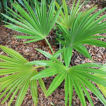 Nasiona Szorstkowca Martianus 'Nepal' - Trachycarpus Martianus 'Nepal'