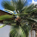 Nasiona Szorstkowca Wagnera x Princeps (Trachycarpus wagnerianus x princeps)