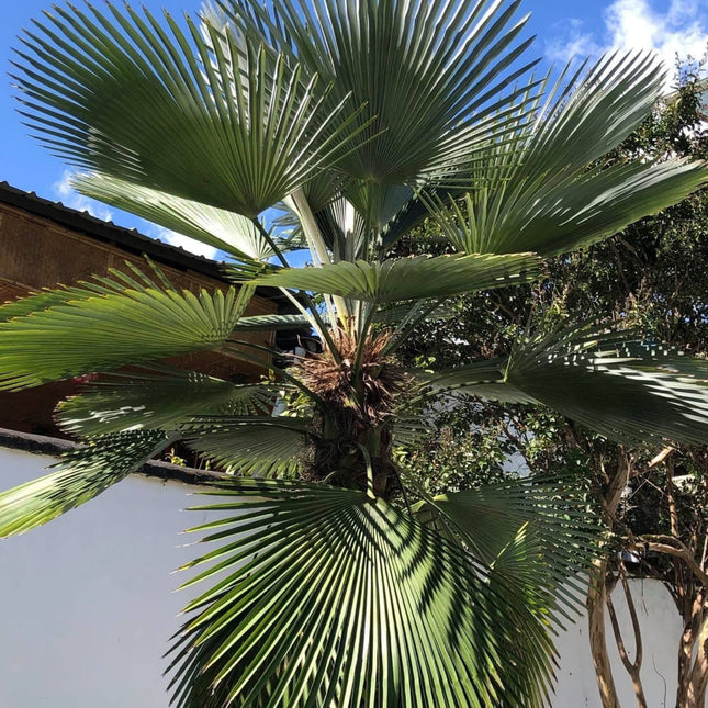 Nasiona Szorstkowca Wagnera x Princeps - Trachycarpus Wagnerianus x Princeps