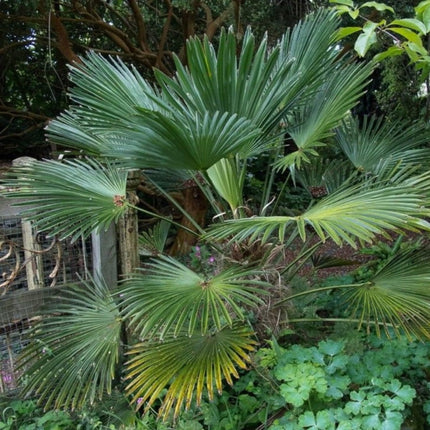 Nasiona Szorstkowca Wagnera x Princeps - Trachycarpus Wagnerianus x Princeps