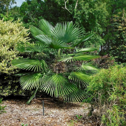 Nasiona Szorstkowca Wagnera x Princeps - Trachycarpus Wagnerianus x Princeps