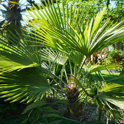 Nasiona Szorstkowca Fortunego x Princeps - Trachycarpus Fortunei x Princeps