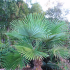 Nasiona Szorstkowca Fortunego x Princeps (Trachycarpus fortunei x princeps)