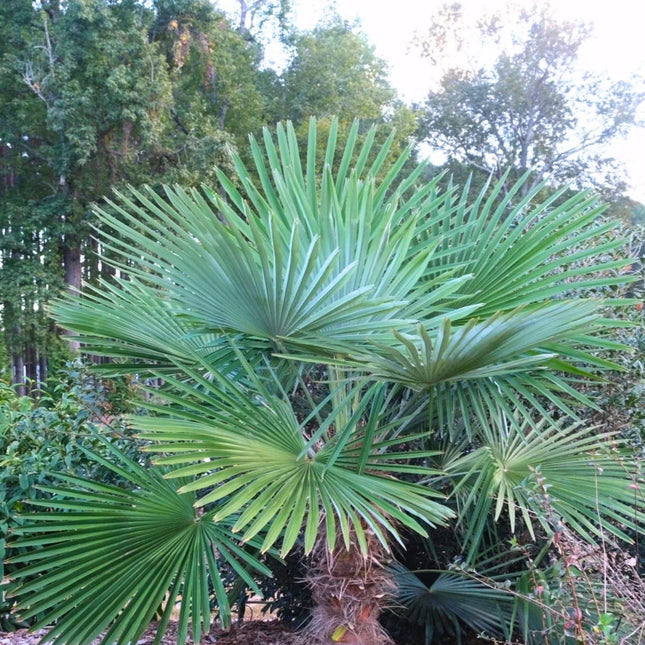 Nasiona Szorstkowca Fortunego x Princeps - Trachycarpus Fortunei x Princeps