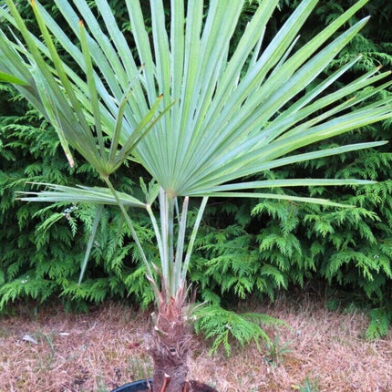 Nasiona Szorstkowca Fortunego x Princeps - Trachycarpus Fortunei x Princeps