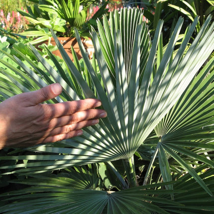 Nasiona Szorstkowca Fortunego x Princeps - Trachycarpus Fortunei x Princeps