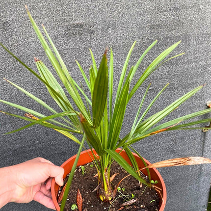 Nasiona Szorstkowca Wagnera x Nanus - Trachycarpus Wagnerianus x Nanus
