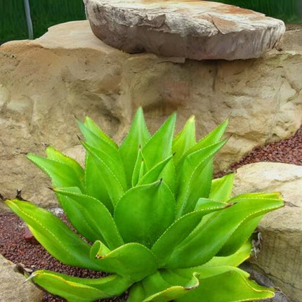 Nasiona Agawy Cielistej - Agave Mitis