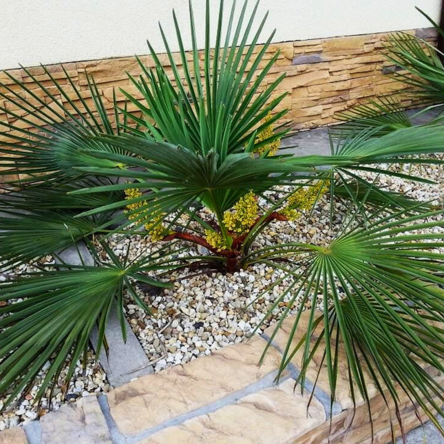 Nasiona Szorstkowca Wagnera x Nanus - Trachycarpus Wagnerianus x Nanus
