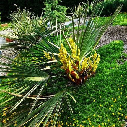 Nasiona Szorstkowca Wagnera x Nanus - Trachycarpus Wagnerianus x Nanus