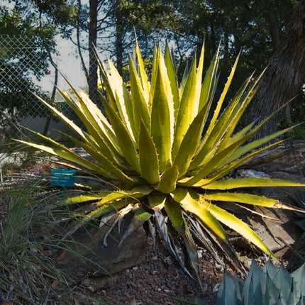 Nasiona Agawy Kerchovea - Agave Kerchovei