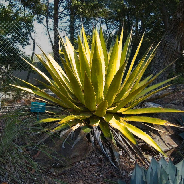 Nasiona Agawy Kerchovea - Agave Kerchovei