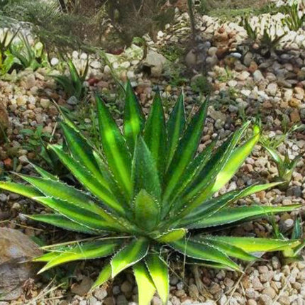 Nasiona Agawy Kerchovea - Agave Kerchovei