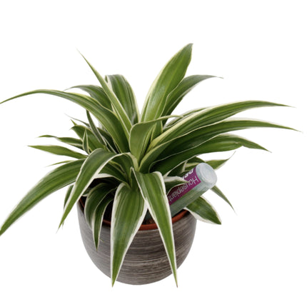 Houseplant Focus Drip Feeders 6x38ml – ampułki do nawożenia roślin doniczkowych