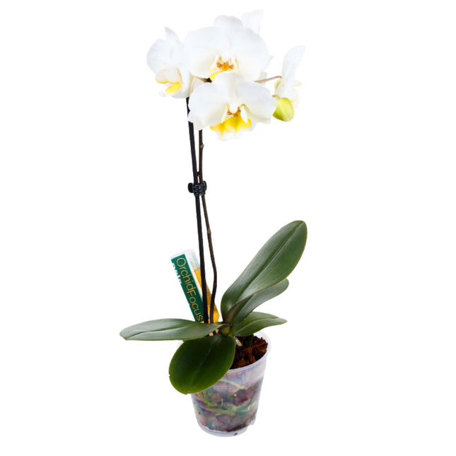Orchid Focus Drip Feeders 6x38ml - ampułki do nawożenia storczyków