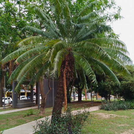 Nasiona Sagowca Królowej - Cycas Rumphii