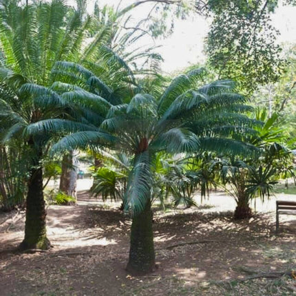 Nasiona Sagowca Królowej - Cycas Rumphii