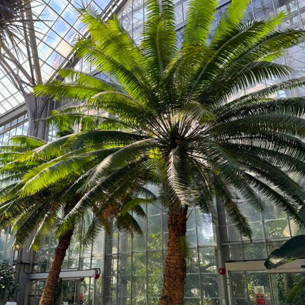 Nasiona Sagowca Królowej - Cycas Rumphii