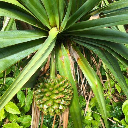 Nasiona Pandana Trwałego - Pandanus Utilis