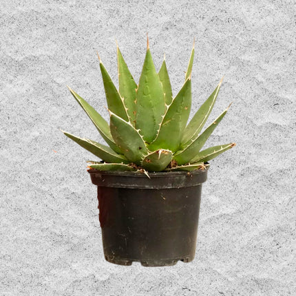 Nasiona Agawy Kerchovea - Agave Kerchovei
