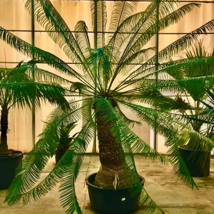 Nasiona Sagowca Królowej - Cycas Rumphii