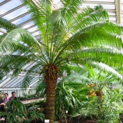 Nasiona Sagowca Królowej - Cycas Rumphii