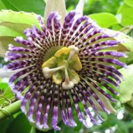 Nasiona Męczennicy Języczkowej - Passiflora Ligularis