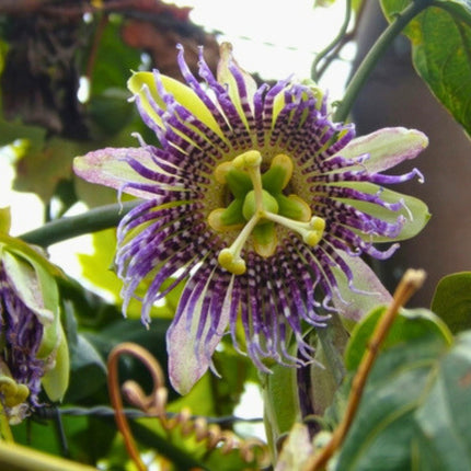 Nasiona Męczennicy Języczkowej - Passiflora Ligularis