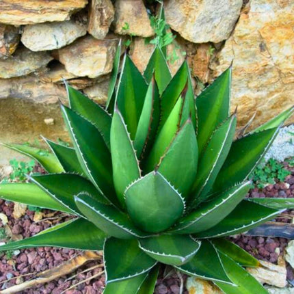 Nasiona Agawy Kerchovea - Agave Kerchovei