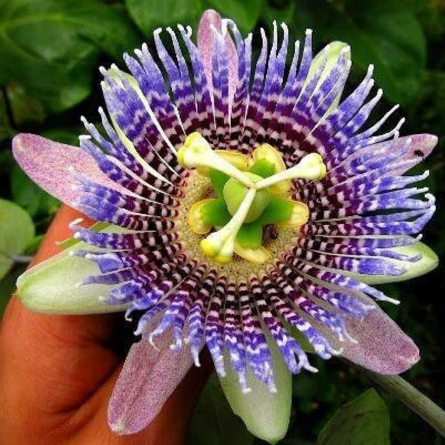 Nasiona Męczennicy Języczkowej - Passiflora Ligularis