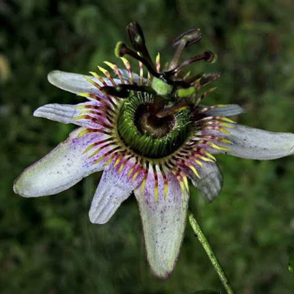 Nasiona Męczennicy Alnifolia - Passiflora Alnifolia