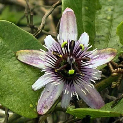 Nasiona Męczennicy Alnifolia - Passiflora Alnifolia
