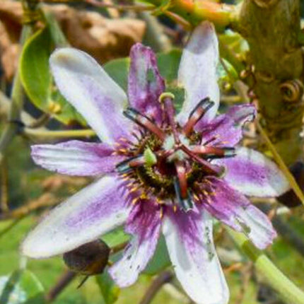 Nasiona Męczennicy Alnifolia - Passiflora Alnifolia