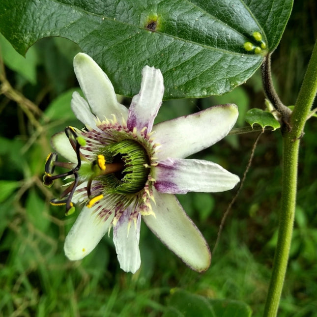 Nasiona Męczennicy Alnifolia - Passiflora Alnifolia