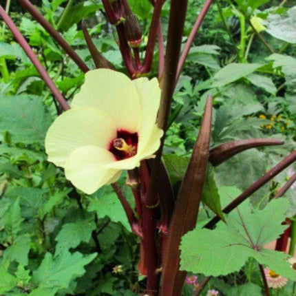 Nasiona Piżmianu Jadalnego - Abelmoschus Esculentus