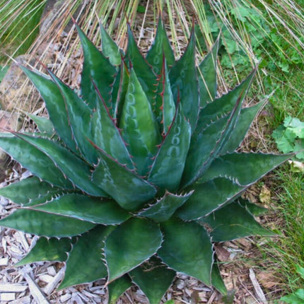 Nasiona Agawy Górskiej - Agave Montana