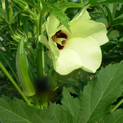 Nasiona Piżmianu Jadalnego - Abelmoschus Esculentus