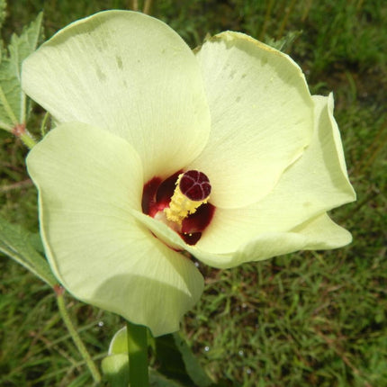 Nasiona Piżmianu Jadalnego - Abelmoschus Esculentus