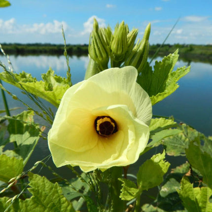 Nasiona Piżmianu Jadalnego - Abelmoschus Esculentus