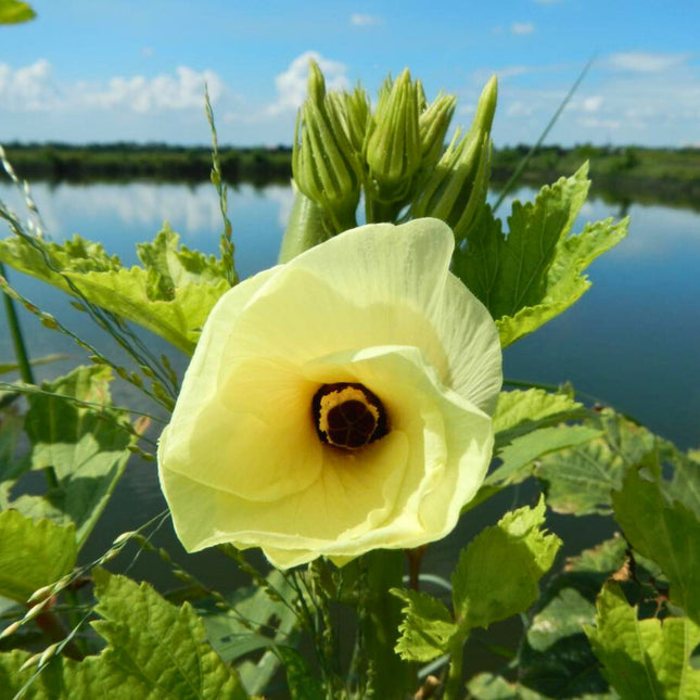 Nasiona Piżmianu Jadalnego - Abelmoschus Esculentus